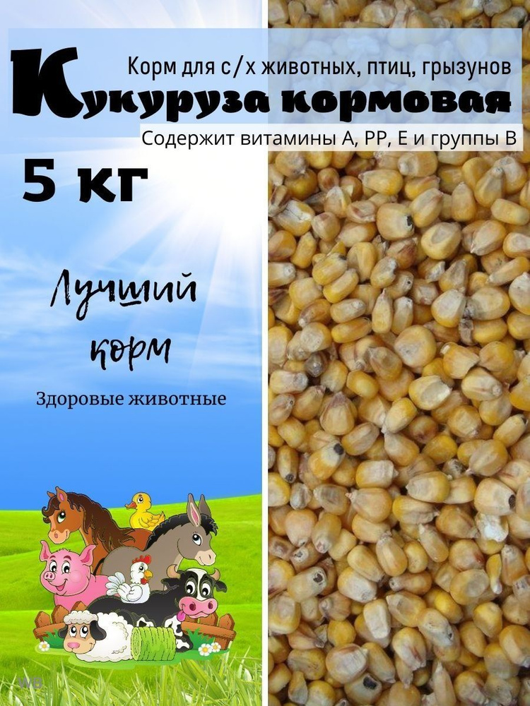 Кукуруза кормовая 5 кг (Цельное зерно). #1