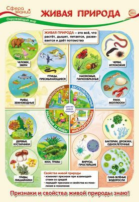 Набор плакатов Образовательные плакаты по окружающему миру для 2 класса формат А3  #1