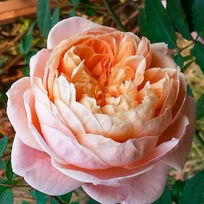 Роза шраб Колет саженец #1