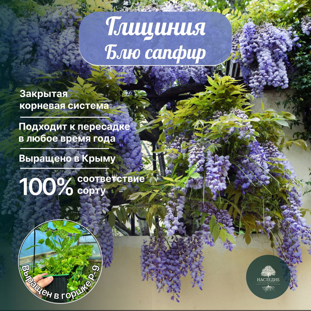Саженцы Глициния Блю Сапфир - купить с доставкой по выгодным ценам в ...