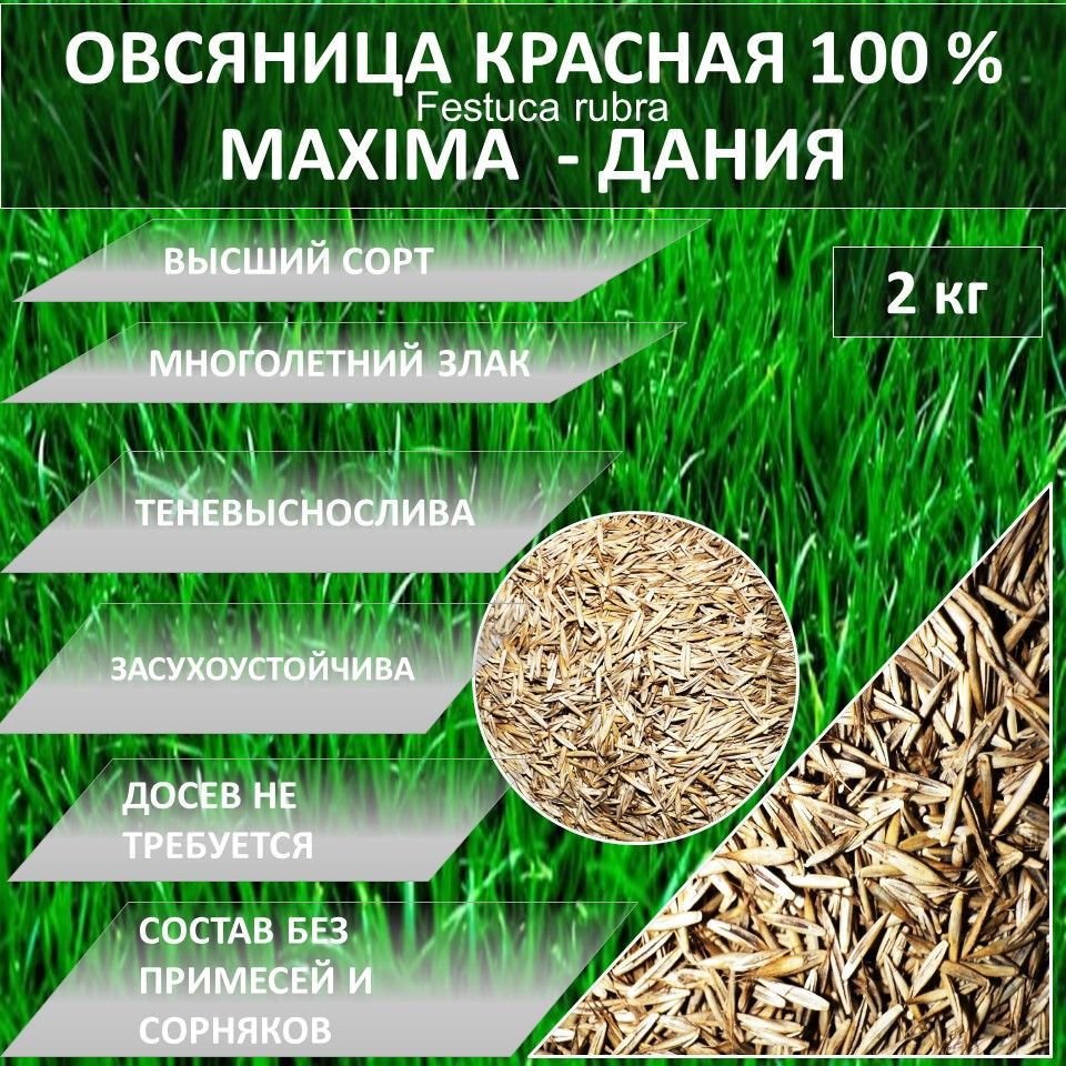 Газон 100 % Овсяница красная MAXIMA Максима. 2кг газонная трава семена  #1