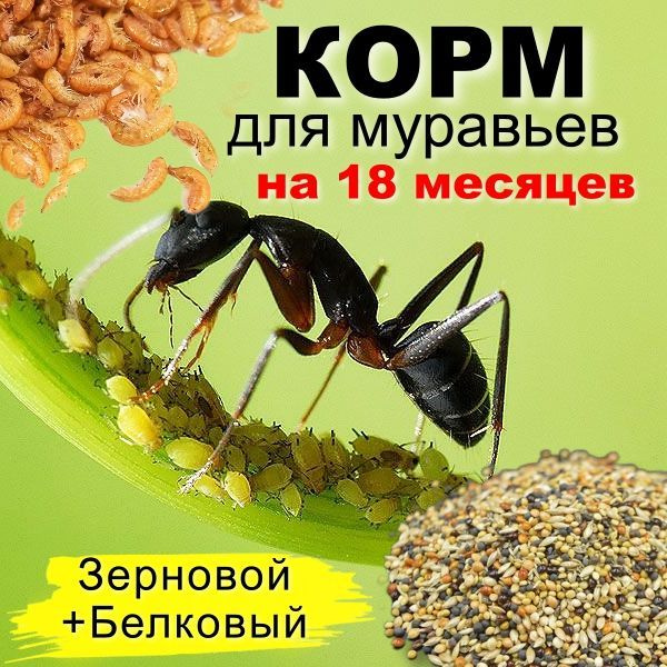 Белковый Корм Для Муравьев Купить