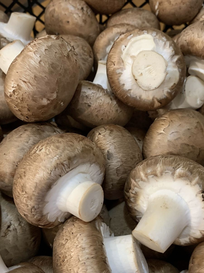 Шампиньон коричневый. Грибы валуи в астраханской области. Грибы в ярославле. Шампиньоны собирать грибы. Грибы шампиньоны.