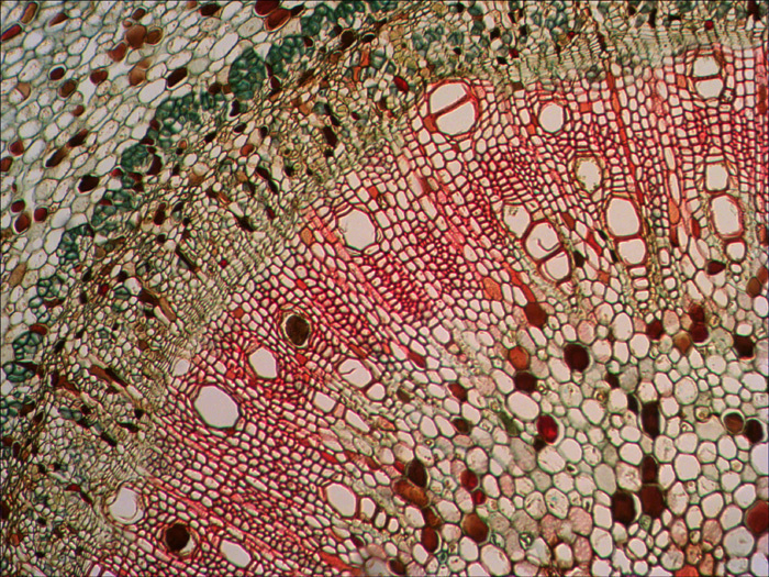 Ветка липы под микроскопом