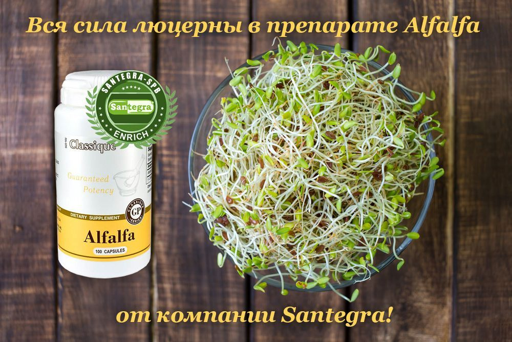 Alfalfa (Альфальфа) - люцерна в капсулах для повышения лактации и укрепления иммунитета.