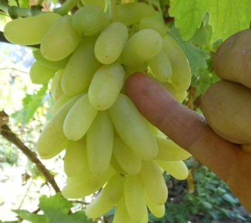 Особенности климата для культуры