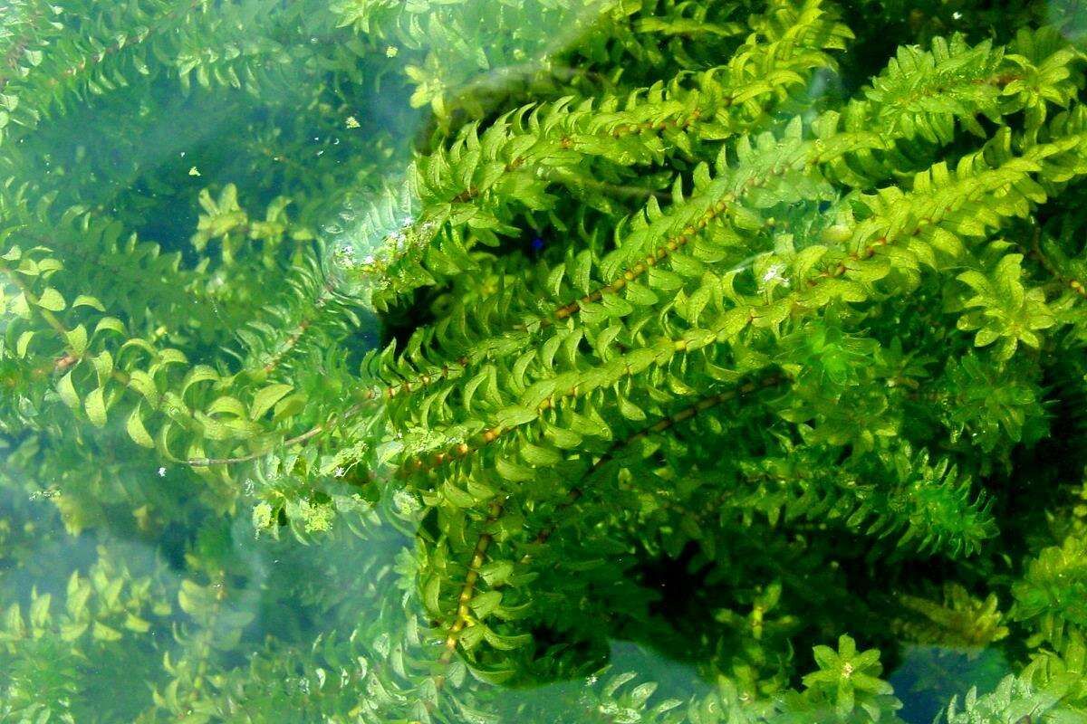 ЖивоефильтрующееиочищающееводуаквариумноерастениеЭлодеяКанадская