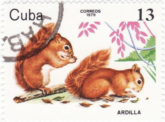 (1979-083) Марка Куба "Красная белка" Животные зоопарка III гашеная  #1