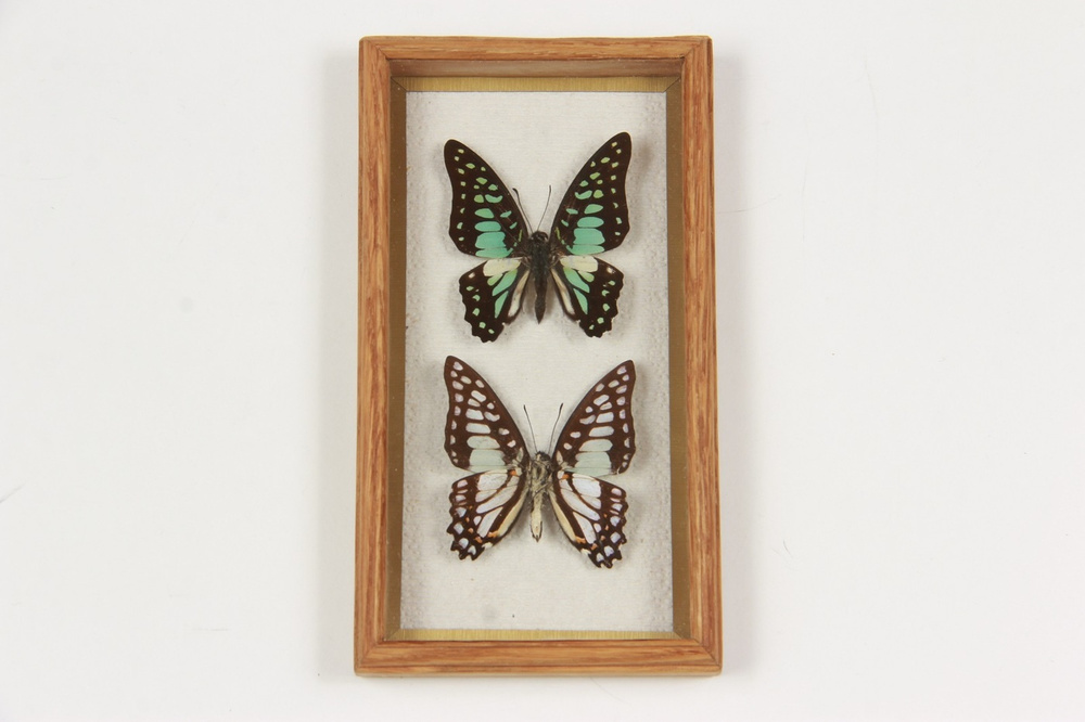 Бабочки в рамке ModernArtButterfly (Graphium eurypylus) 9х14х2см #1