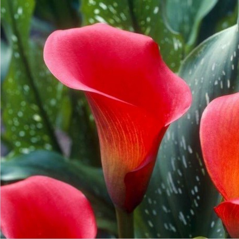 Калла Ред Алерт - купить с доставкой по выгодным ценам в интернет ...