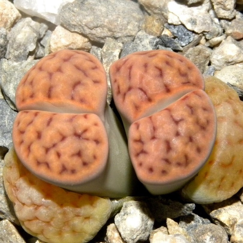 Суккулент Литопс Lithops karasmontana v. mickbergensis C-168 семена (10 ШТ) #1