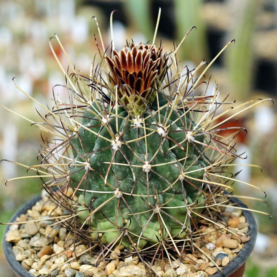 Суккулент Кактус Glandulicactus uncinatus SB-718 семена (10 ШТ) #1