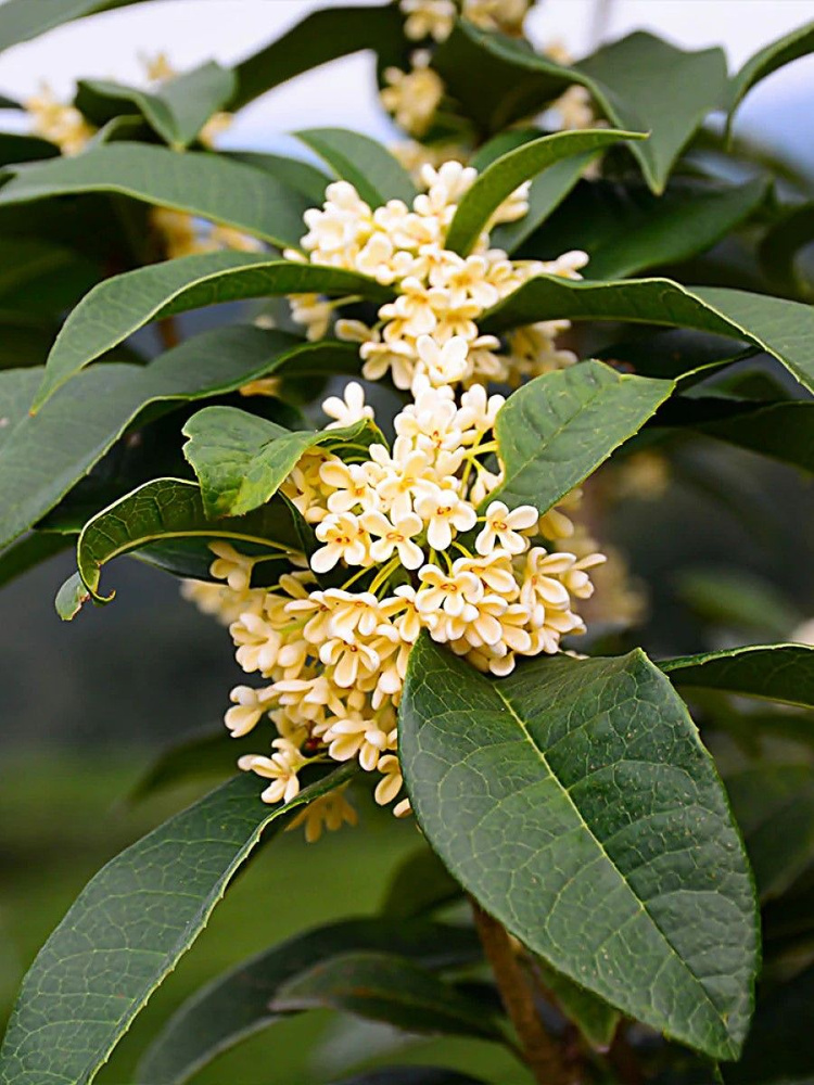 Семена Османтус душистый (Osmanthus fragrans), 3 штук #1