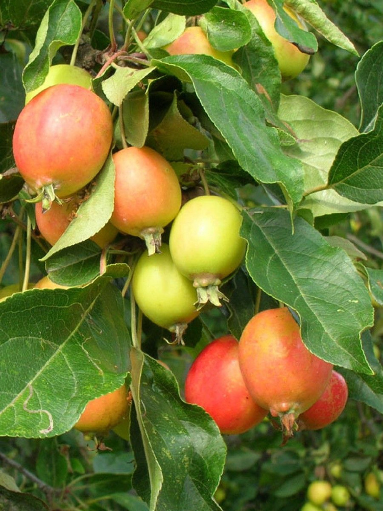 Семена Яблоня лесная дикая (Malus sylvestris), 25 штук #1