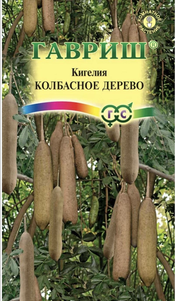 Кигелия перистая КОЛБАСНОЕ ДЕРЕВО, 1 пакет, семена 3шт, Гавриш  #1