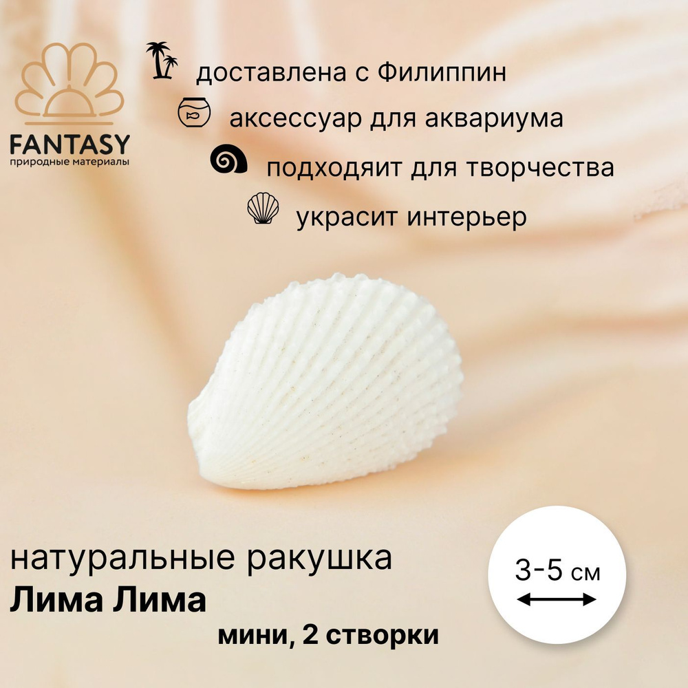 Натуральная морская ракушка FANTASY Лима Лима мини, 1 шт. (2 створки), 3-5 см  #1