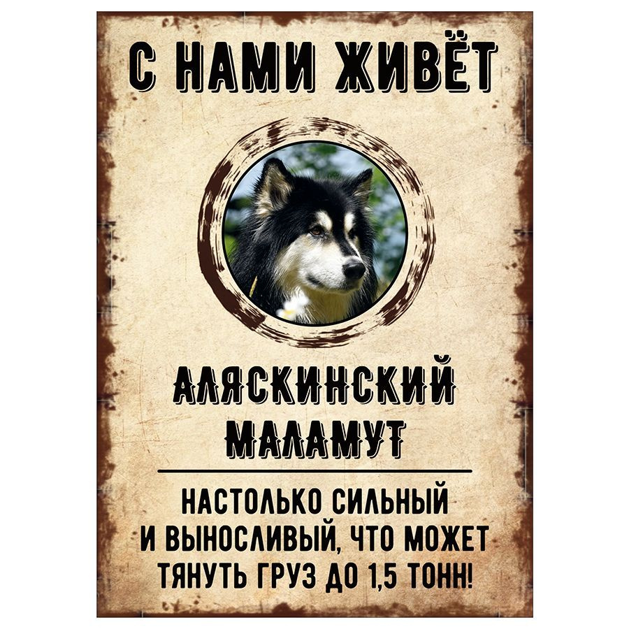 Табличка, декоративная, DANGER DOG, С нами живет Аляскинский маламут, 18см х 25см  #1