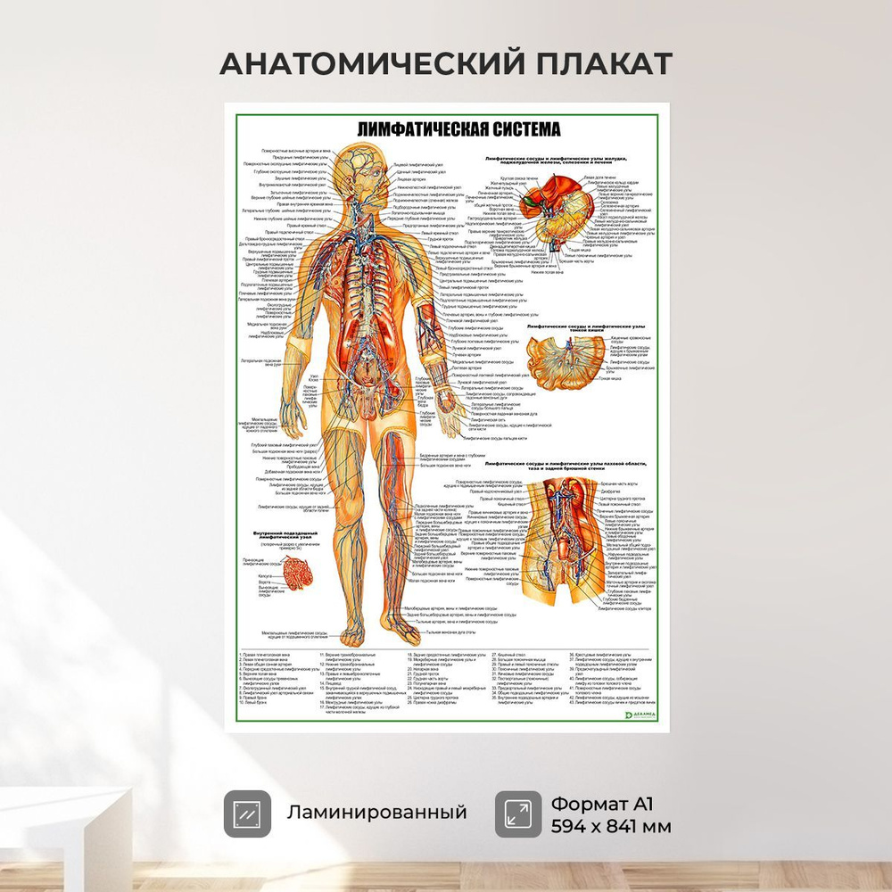 Обучающий медицинский плакат анатомия Лимфатическая система А1  #1