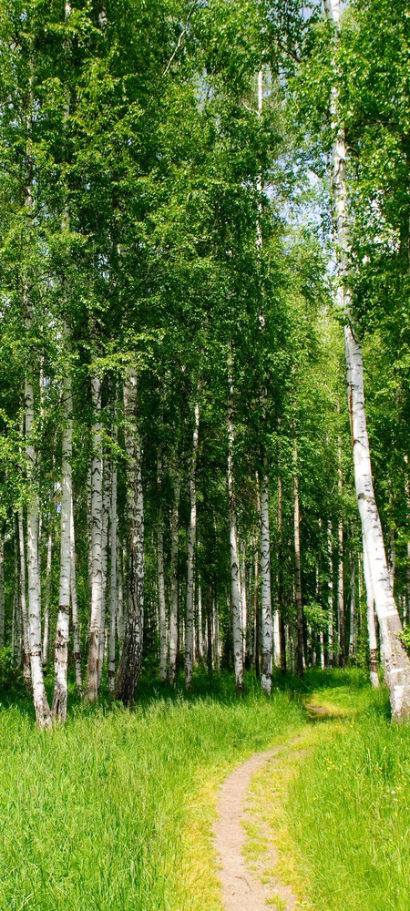 Самоклеящиеся фотообои "Тропинка в березовом лесу", размер: 90x200 см  #1