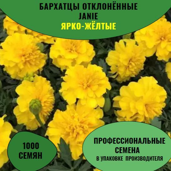 Бархатцы отклонённые Janie,Yellow Bright (Ярко-желтые), профессиональные семена (Detailed), 1000 шт. #1