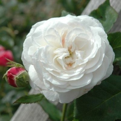 Роза шраб Бульденеж саженец #1