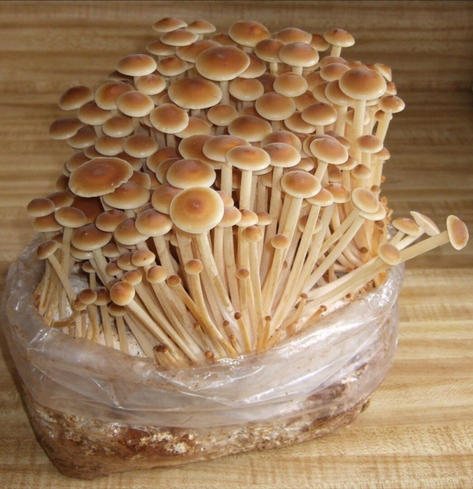 Домашняя грибница "Опята" /выращивание/ семена грибов #1