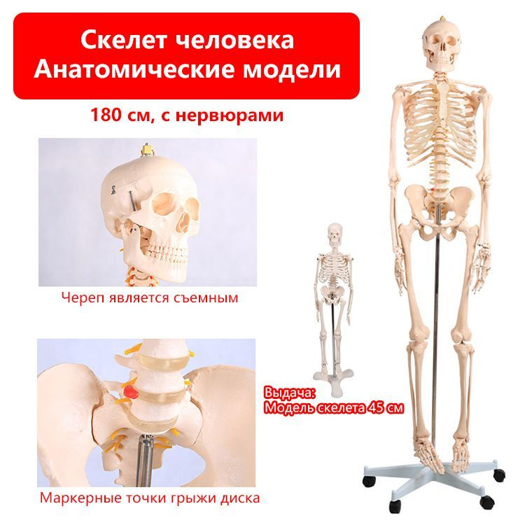 Анатомическая модель скелета человека 180 см, со съемным черепом ...