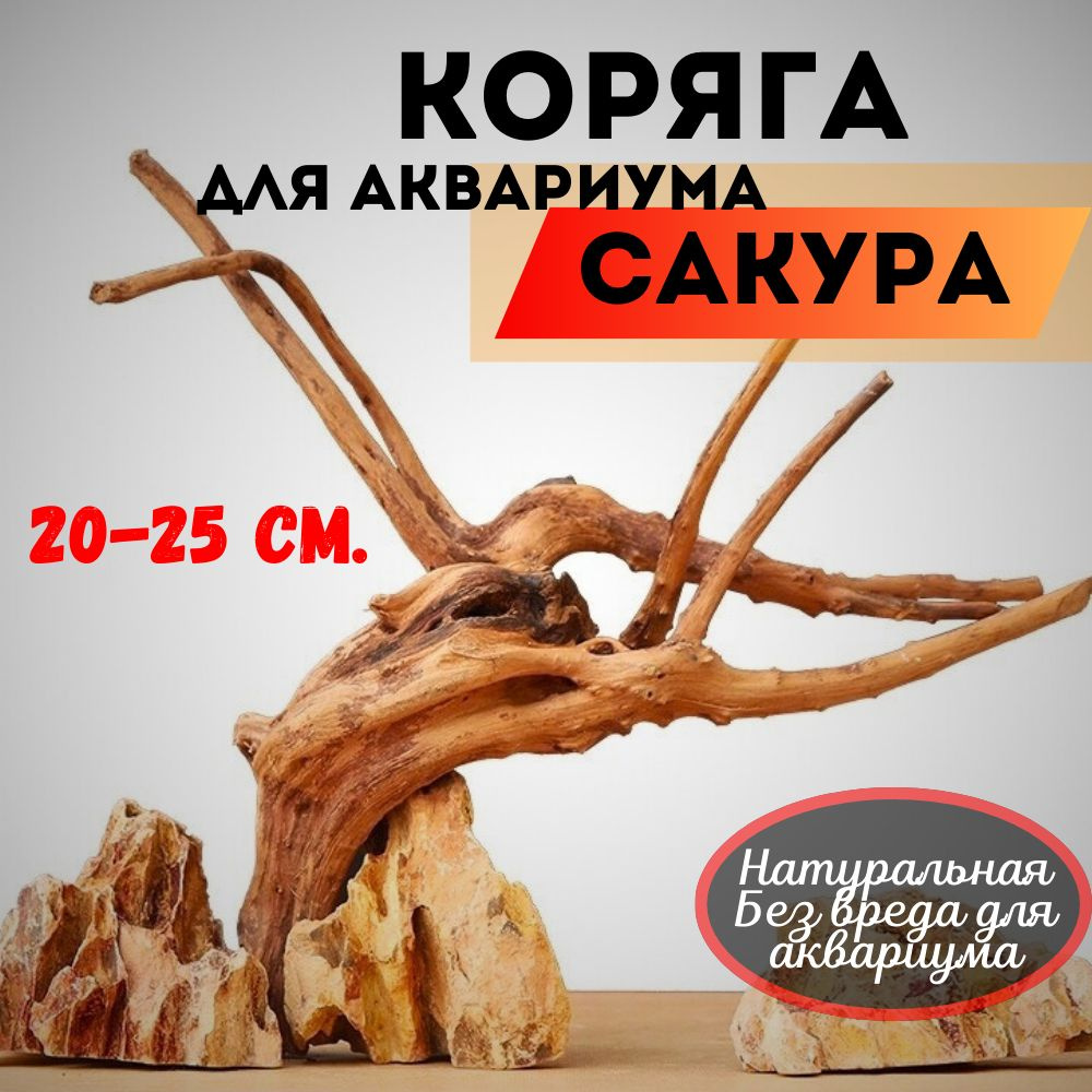 Коряга для аквариума натуральная/Коряга натуральная Сакура/Декорация для аквариума и террариума.  #1