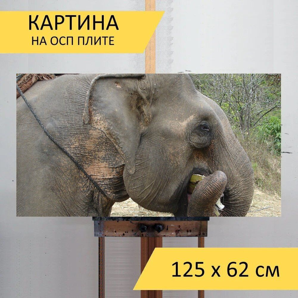LotsPrints Картина "Слон, камбоджа, животное 80", 125  х 62 см #1