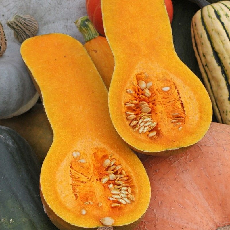 Тыквенный хит-парад. Какие сорта самые скороспелые, лёжкие, вкусные? Аргументы и