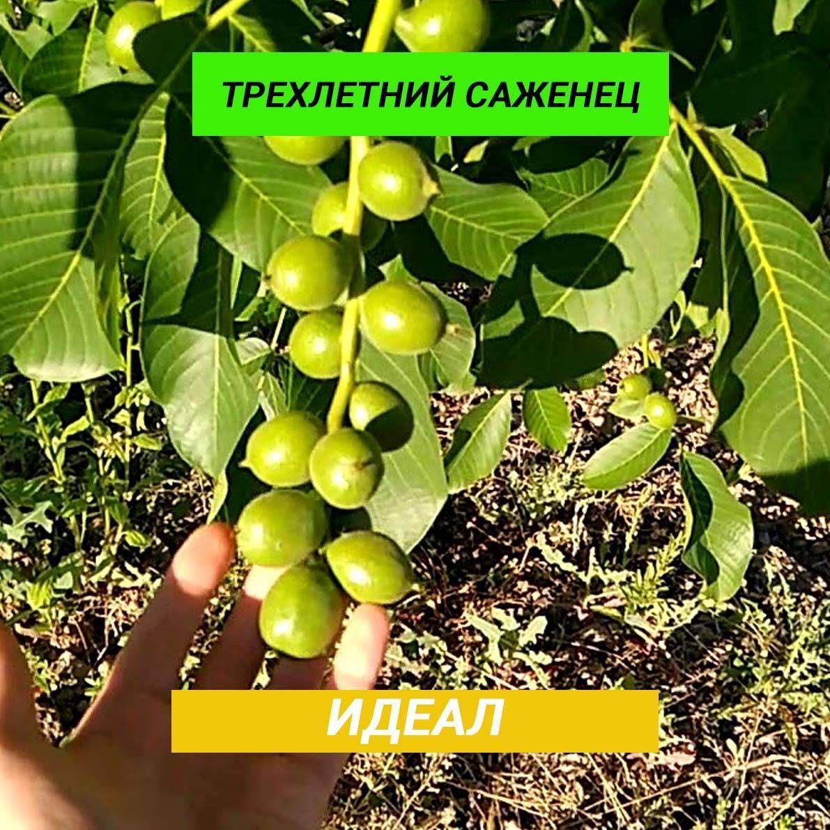 СаженецГрецкийорех,150-170см.сортИдеал,3года.