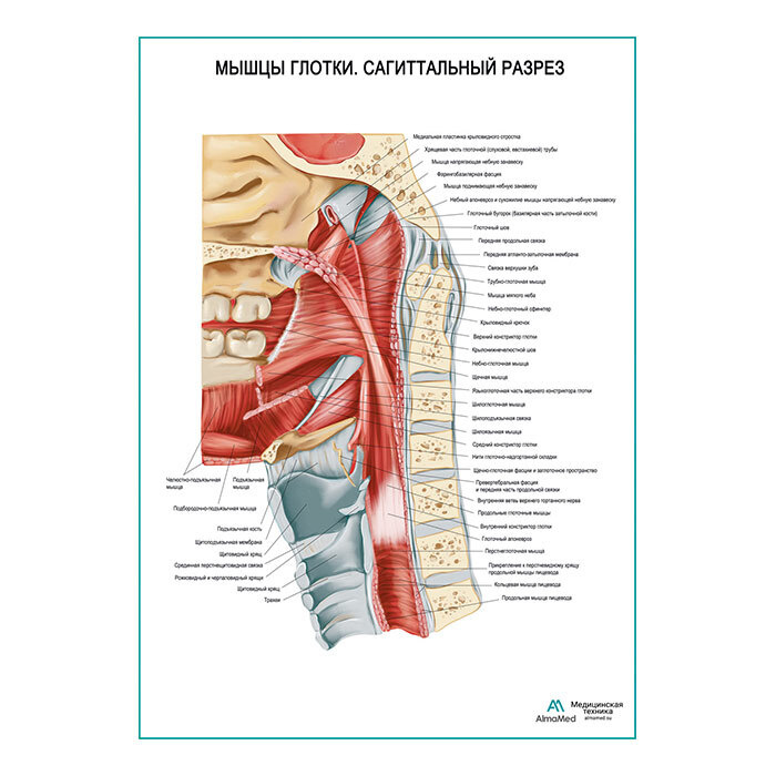 Мышцы глотки. Сагиттальный разрез (анатомия человека) плакат глянцевый А1+, плотная фотобумага от 200г/м2 #1