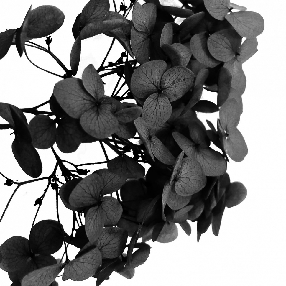 EPOXYMASTER Сухоцветы Гортензия, 3 гр, 1 шт #1