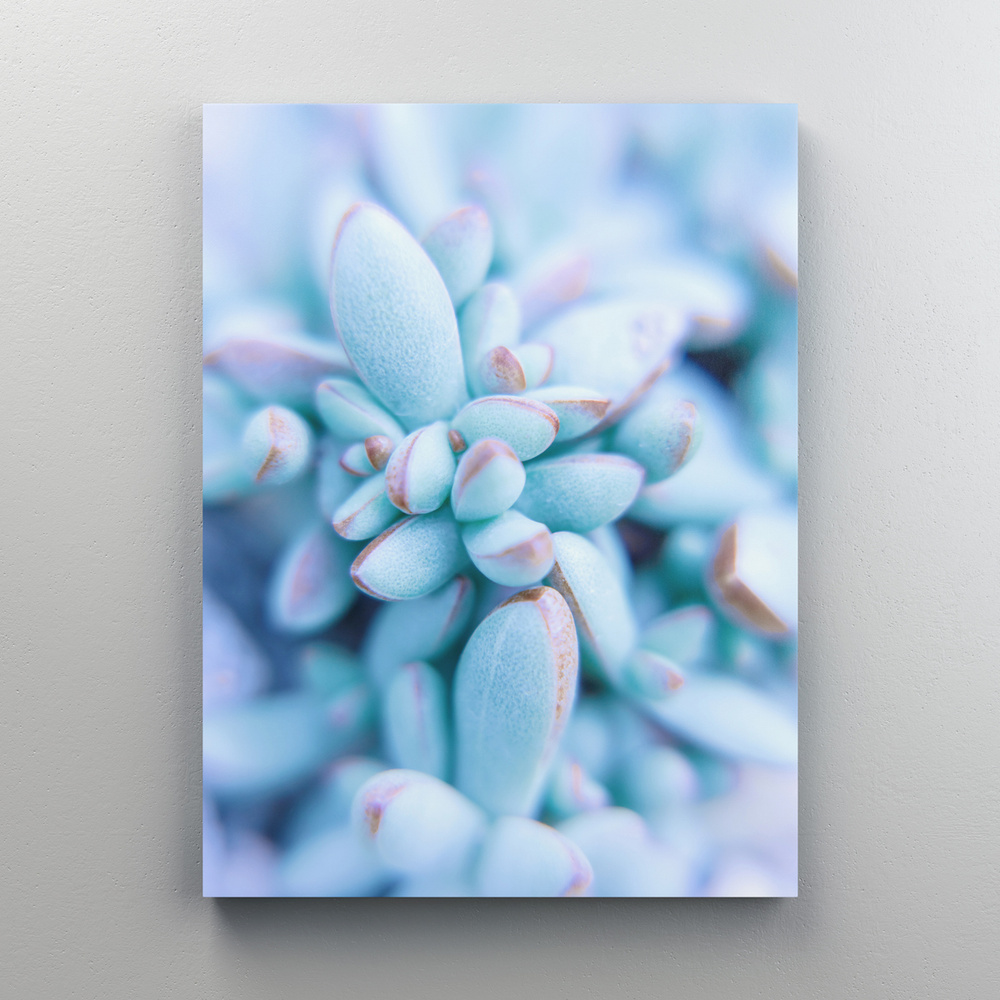 Интерьерная картина на холсте "Голубой суккулент" цветы и растения, на подрамнике 45x60 см  #1