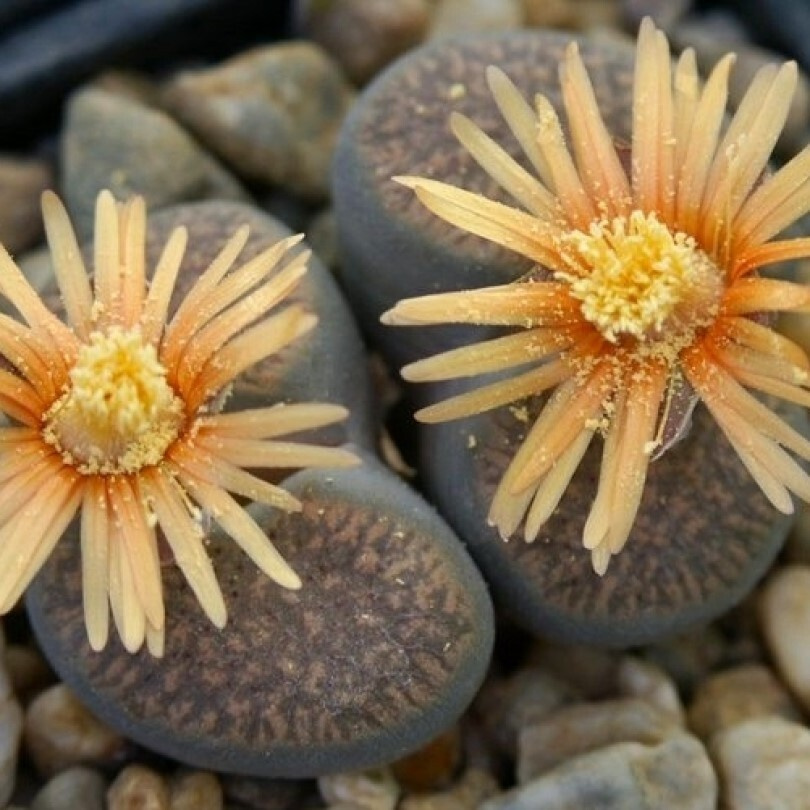 Суккулент Литопс Lithops verruculosa C-196 семена (10 ШТ) #1