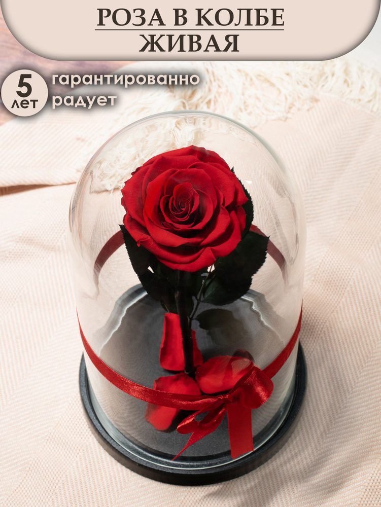 Стабилизированные цветы в стекле, Роза в колбе живая Giamur Plus красная, подарочный набор для женщины, #1