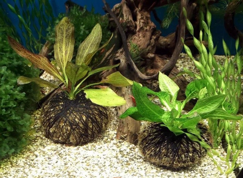 Моховая кочка (Ваби-Куса, Wabi-Kusa) 1 шт. - субстрат для посадки корневых растений в аквариуме.  #1