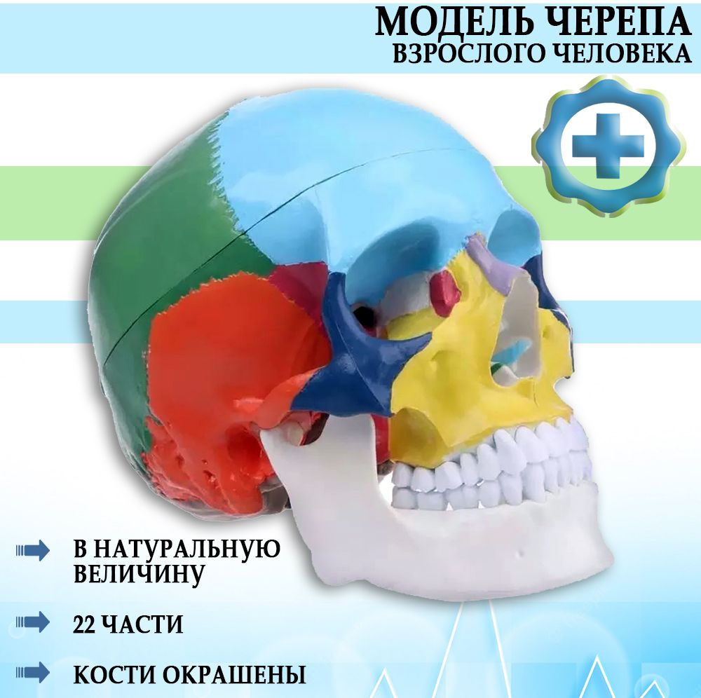 Анатомическая модель черепа взрослого человека кости окрашены в разные цвета 22 части в натуральную величину #1