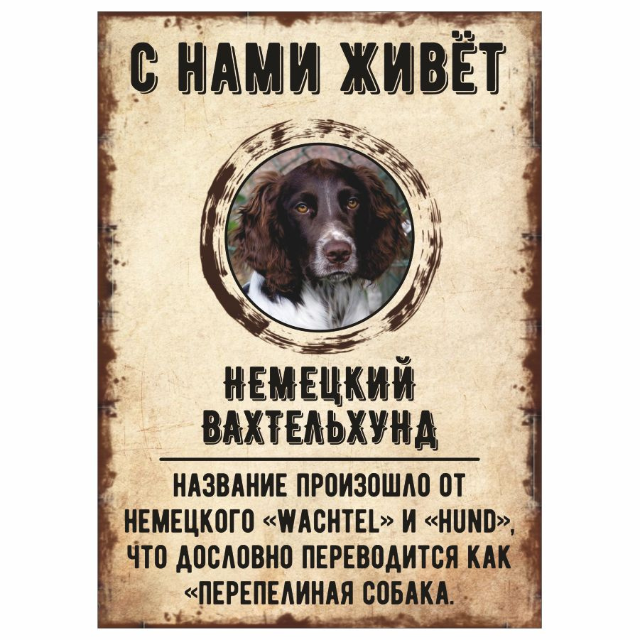 Табличка, декоративная, DANGER DOG, С нами живет Немецкий вахтельхунд, 18см х 25см  #1