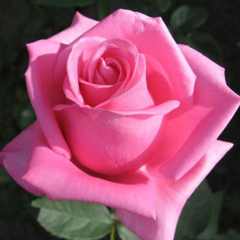 Роза чайно-гибридная Аква саженец #1