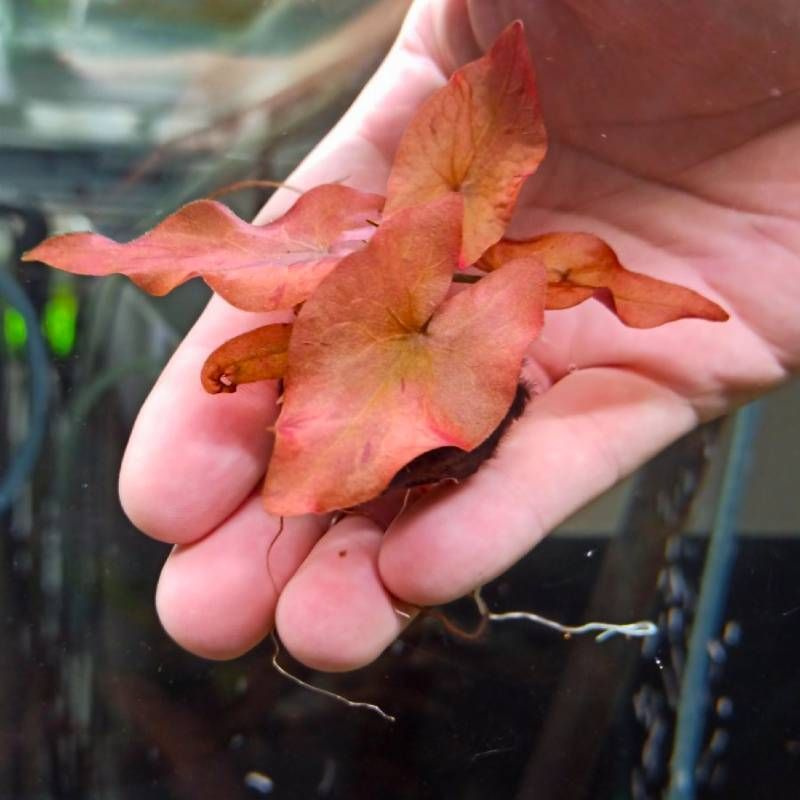 Нимфея красная (кувшинка) (клубень) - Nymphaea rubra bulb. Живое аквариумное растение.  #1