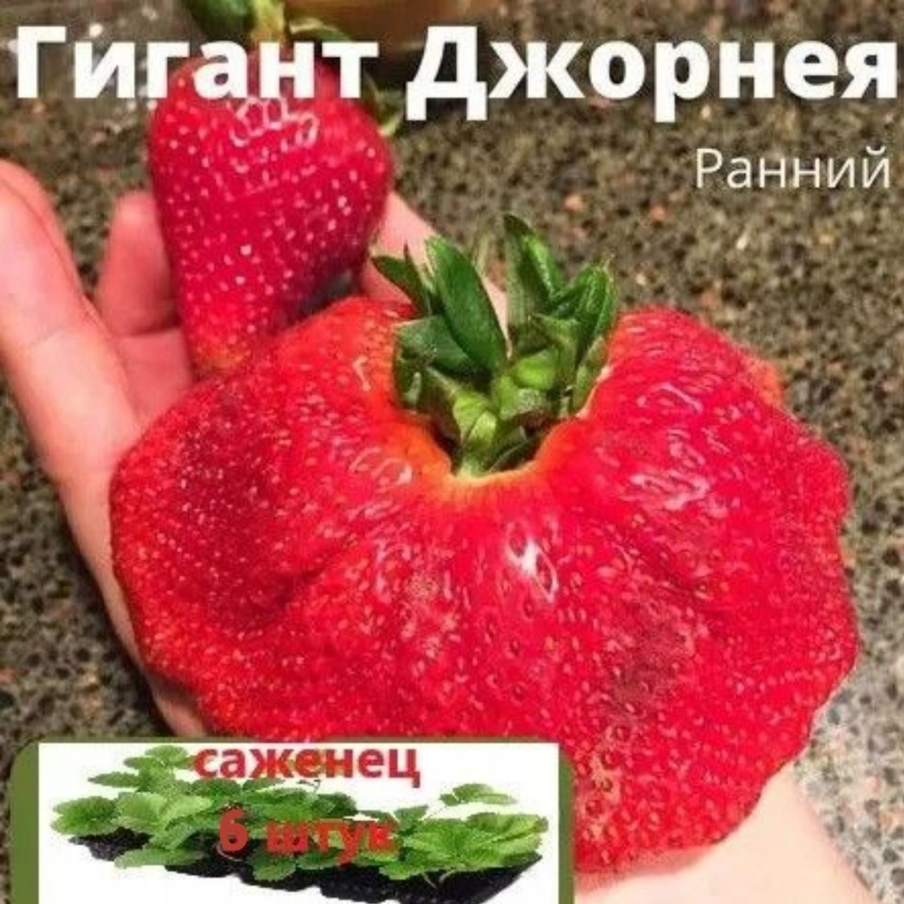 Клубника РАННЯЯ "Гигант Джорнея" 6 штук саженцев #1