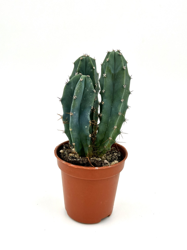 Миртиллокактус (Myrtillocactus Geometrizans) Д-5 #1