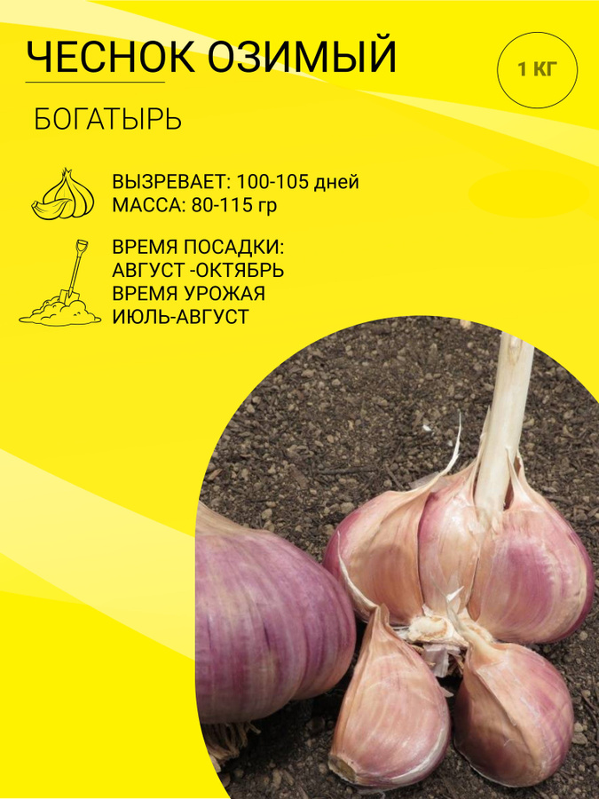 Чеснок озимый на посадку Озон