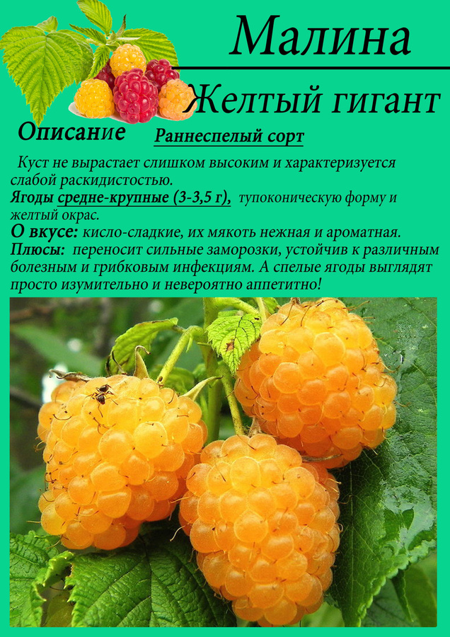 Малина описание сортов фото отзывы