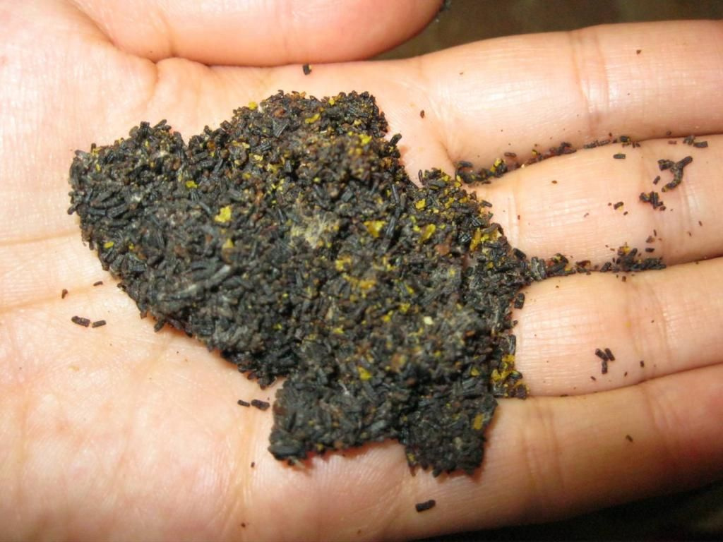 Пчелиные какашки это. Пчелиные какашки это. Перга прополис. Пчелиные какашки. Прополис пчелы.