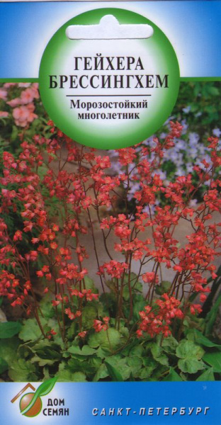 Гейхера многолетняя Брессингхем, 1100 семян #1