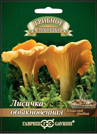 Мицелий Лисички на зерновом субстрате, 15мл, Гавриш #1