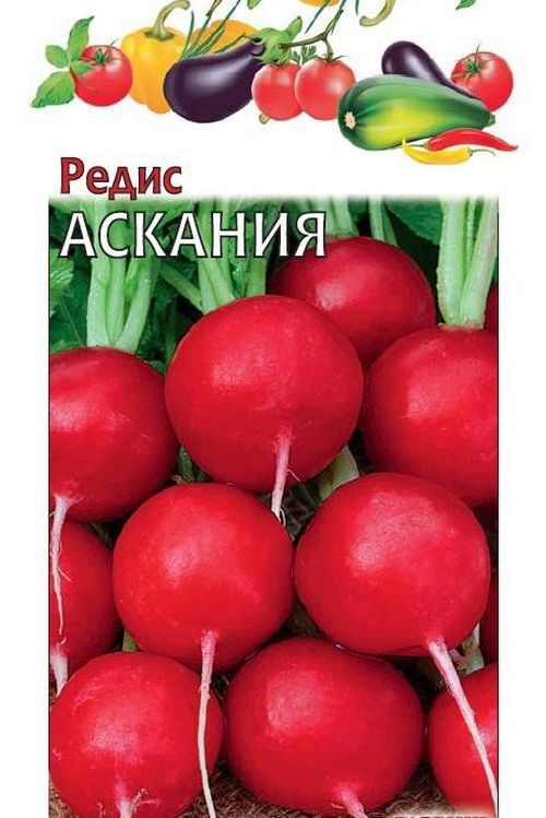 Семена Редис Аскания (Германия) #1