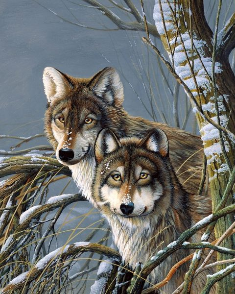 Картина по номерам на холсте с подрамником 40х50 Северный волк. Пейзаж. Животные  #1